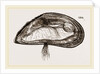 Mussel by Anonymous