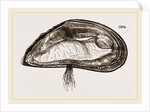 Mussel by Anonymous