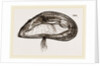 Mussel by Anonymous