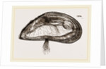 Mussel by Anonymous