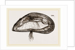 Mussel by Anonymous