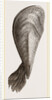 Pinna flabellum by Anonymous