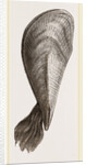 Pinna flabellum by Anonymous