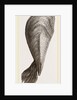 Pinna flabellum by Anonymous