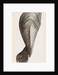 Pinna flabellum by Anonymous