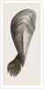 Pinna flabellum by Anonymous