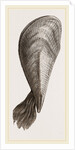 Pinna flabellum by Anonymous