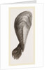 Pinna flabellum by Anonymous