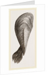 Pinna flabellum by Anonymous