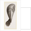 Pinna flabellum by Anonymous
