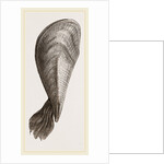 Pinna flabellum by Anonymous