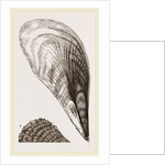 Pinna fabellum by Anonymous