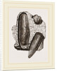 Finger Lithodomus by Anonymous