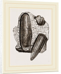 Finger Lithodomus by Anonymous
