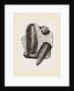 Finger Lithodomus by Anonymous