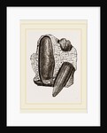 Finger Lithodomus by Anonymous