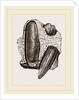 Finger Lithodomus by Anonymous