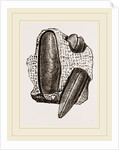 Finger Lithodomus by Anonymous