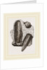 Finger Lithodomus by Anonymous
