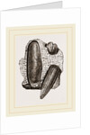 Finger Lithodomus by Anonymous