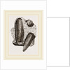 Finger Lithodomus by Anonymous