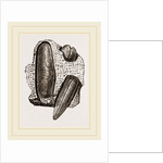 Finger Lithodomus by Anonymous