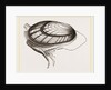 Unio radiatus by Anonymous
