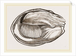 Unio cariosus by Anonymous