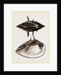 Spinous Unio by Anonymous