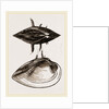 Spinous Unio by Anonymous