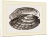 Fluviatile Anodon by Anonymous