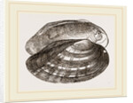 Fluviatile Anodon by Anonymous
