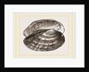 Fluviatile Anodon by Anonymous