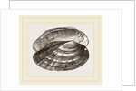Fluviatile Anodon by Anonymous