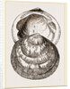 Hairy Pectunculus by Anonymous