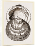 Hairy Pectunculus by Anonymous