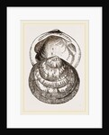Hairy Pectunculus by Anonymous
