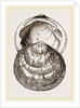 Hairy Pectunculus by Anonymous