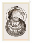 Hairy Pectunculus by Anonymous
