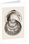 Hairy Pectunculus by Anonymous
