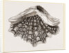 Spotted Tridacna by Anonymous