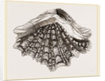 Spotted Tridacna by Anonymous