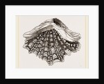 Spotted Tridacna by Anonymous
