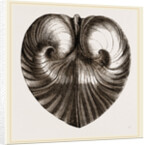 Heart Isocordia by Anonymous