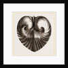 Heart Isocordia by Anonymous