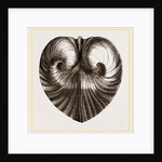 Heart Isocordia by Anonymous