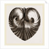 Heart Isocordia by Anonymous
