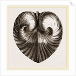 Heart Isocordia by Anonymous
