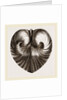 Heart Isocordia by Anonymous