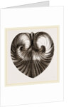 Heart Isocordia by Anonymous